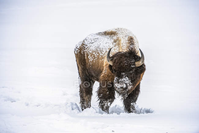Toro Bison americano (bisonte Bison) con la testa rivolta verso lo spettatore e coperto di neve che cade nella Firehole River Valley, Yellowstone National Park; Wyoming, Stati Uniti d'America — Foto stock