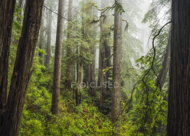 Vista panoramica delle famose foreste di sequoie della California settentrionale, California, Stati Uniti d'America — Foto stock