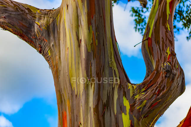 Regenbogen-Eukalyptusbaum (Eukalyptus deglupt); Hawaii, vereinigte Staaten von Amerika — Stockfoto