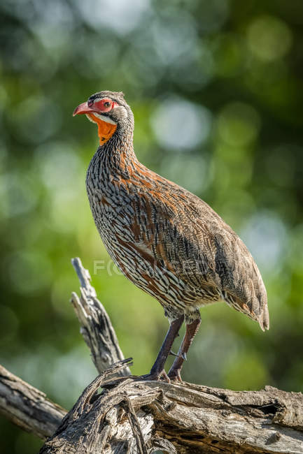 Grey-breasted spurfowl in profile on dead branch — Stock Photo