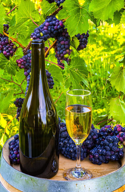 Vinho servido em uma adega com copos de vinho e cachos de uvas frescas em um barril; Quebec, Canadá — Fotografia de Stock