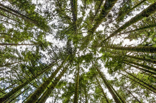 Верхушки деревьев в тропических лесах, которые видны снизу, глядя в небо; Британская Колумбия, Канада — стоковое фото