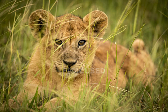 Scenic view of cute lion cub at wild nature — Stock Photo