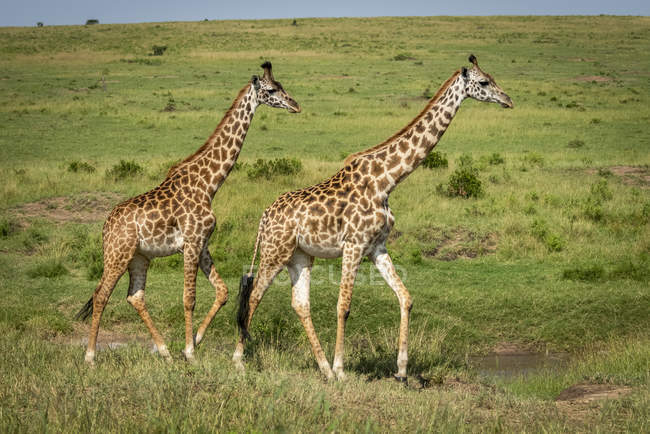 Vista cênica de girafas bonitas na vida selvagem — Fotografia de Stock