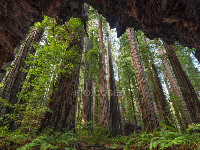 Le sequoie della California settentrionale, Klamath, California, Stati Uniti d'America — Foto stock
