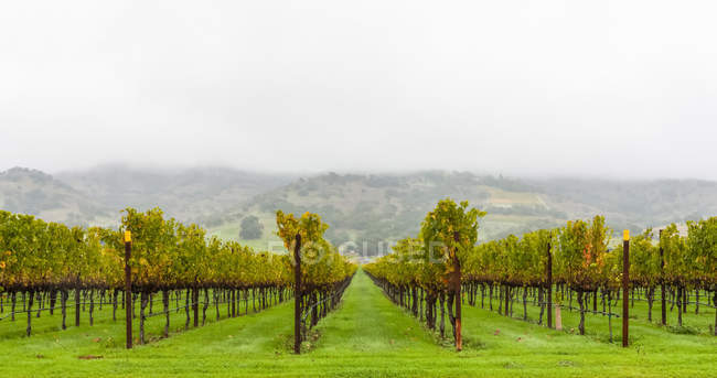 Brouillard sur un vignoble, Napa Valley ; Californie, États-Unis d'Amérique — Photo de stock