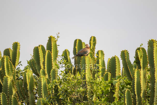 Смеющийся голубь над кактусами над дикой природой — стоковое фото