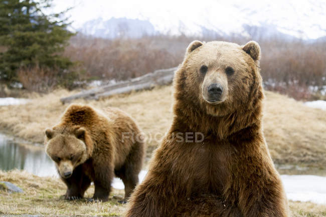 Vue panoramique sur les ours majestueux à la nature sauvage — Photo de stock