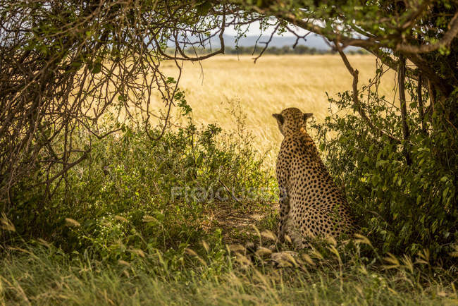 Majestoso Cheetah retrato cênico na natureza selvagem — Fotografia de Stock