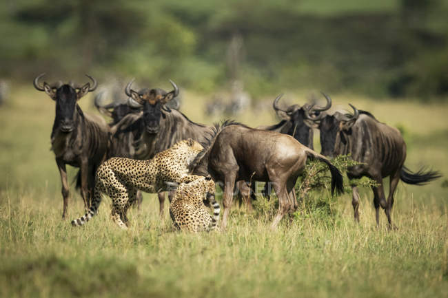 Majestic Cheetahs attacking wild beasts — Stock Photo