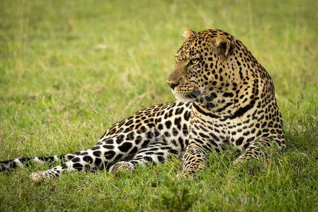 Majestuoso y hermoso leopardo acostado en la hierba - foto de stock