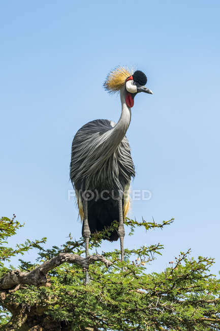 Grey crowned crane in thornbush turning head — Stock Photo