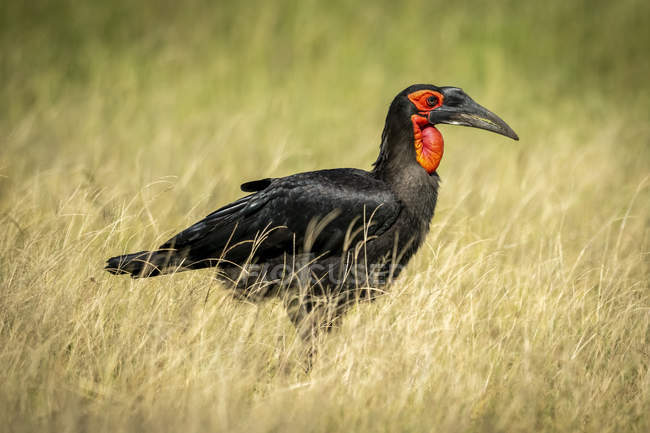 Southern ground hornbill stands in tall grass — Stock Photo