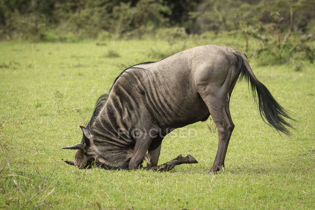 Wildebeest (Connochaetes taurinus) покоится головой на земле в саванне, лагере Кляйнс, Национальном парке Серенгети; Танзания — стоковое фото