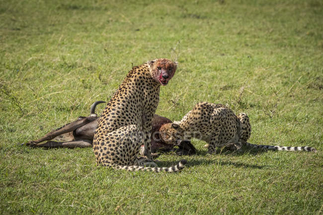Majestoso Cheetahs retrato cênico na natureza selvagem — Fotografia de Stock