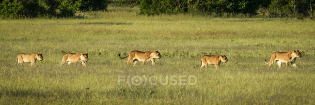 Vista panorámica de majestuosos leones en la naturaleza salvaje - foto de stock