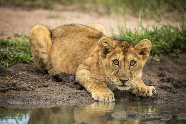 Scenic view of cute lion cub at wild nature drinking water — Stock Photo