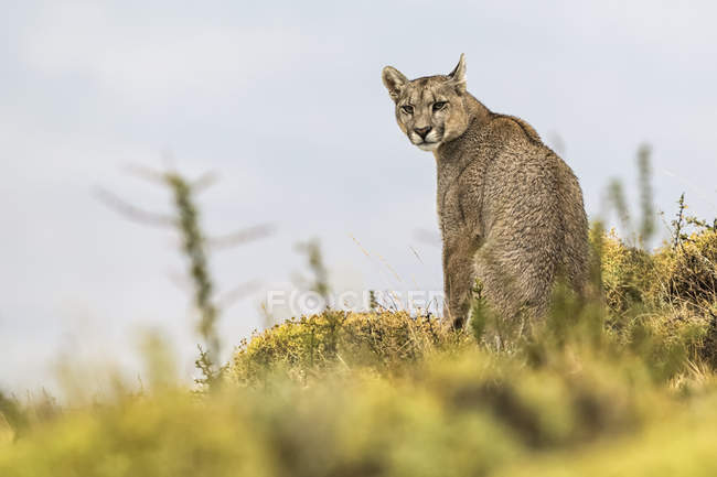 Puma assis et regardant derrière lui la caméra, sud du Chili ; Chili — Photo de stock