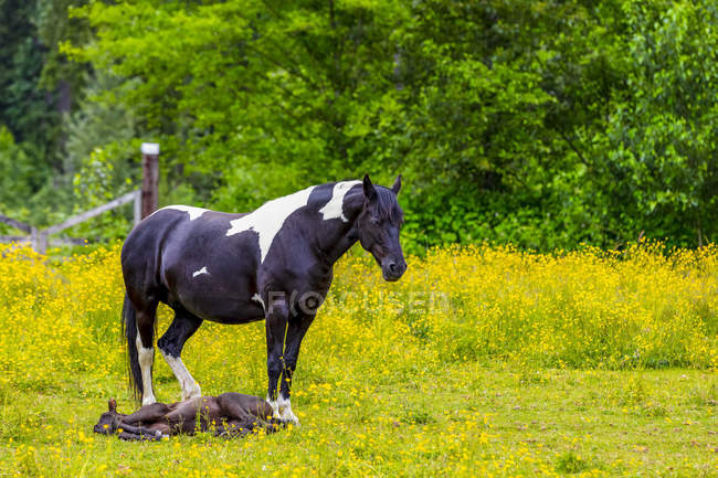 Vista panoramica di maestosi cavalli madre e vitello a paesaggio — Foto stock