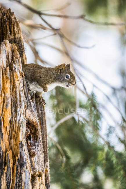 Écureuil roux d'Amérique (Tamiasciurus hudsonicus) peering from jagged stump ; Silver Gate, Montana, États-Unis d'Amérique — Photo de stock