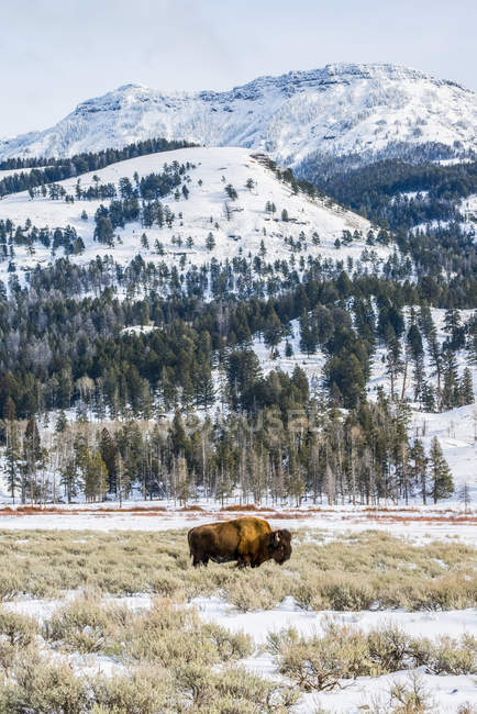 American Bison grazing in a snowy meadow beneath majestic mountain peaks in Yellowstone National Park; Wyoming, United States of America — Stock Photo