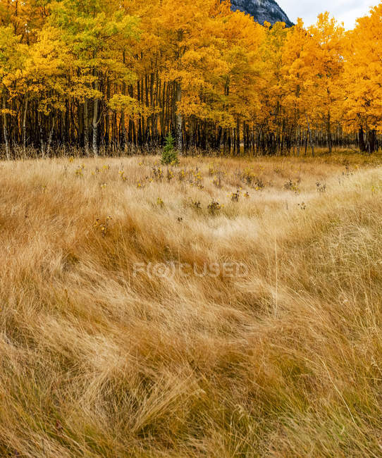 Cores do outono em Banff National Park; Alberta, Canadá — Fotografia de Stock