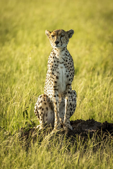 Female cheetah (Acinonyx jubatus) sitting and staring from termite mound, Grumeti Serengeti Tented Camp, Serengeti National Park; Tanzania — Stock Photo