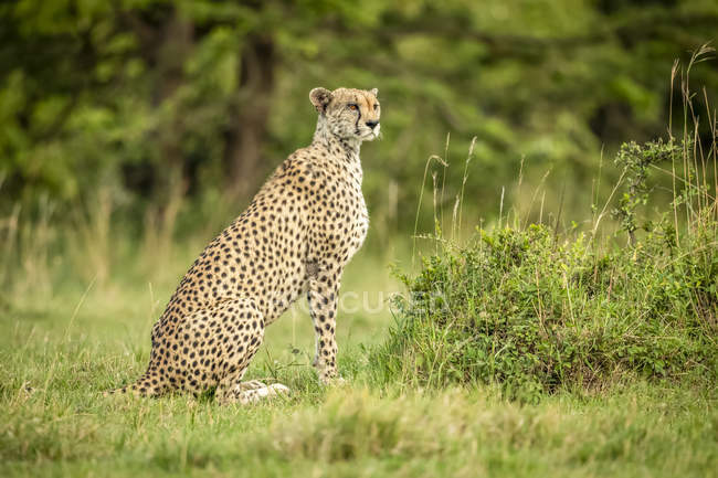 Majestätische Geparden szenisches Porträt an wilder Natur — Stockfoto