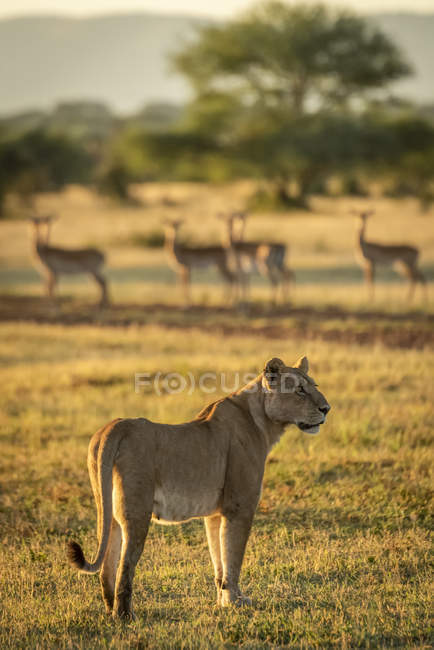 Vista panorámica del majestuoso león en la naturaleza salvaje - foto de stock