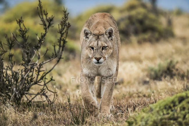 Puma avec un œil blessé marchant à travers le paysage dans le sud du Chili ; Chili — Photo de stock