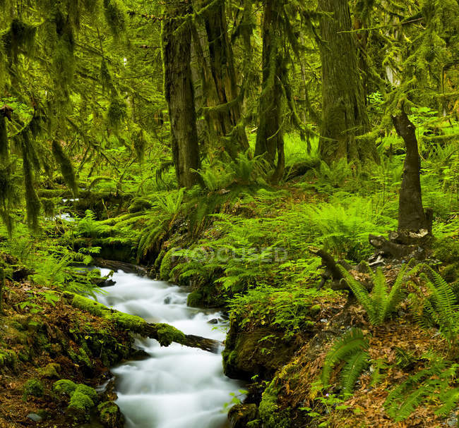 Fließendes Bächlein durch einen üppigen Wald mit Farnen und Moos, Brautschleier fällt; britische Columbia, Kanada — Stockfoto