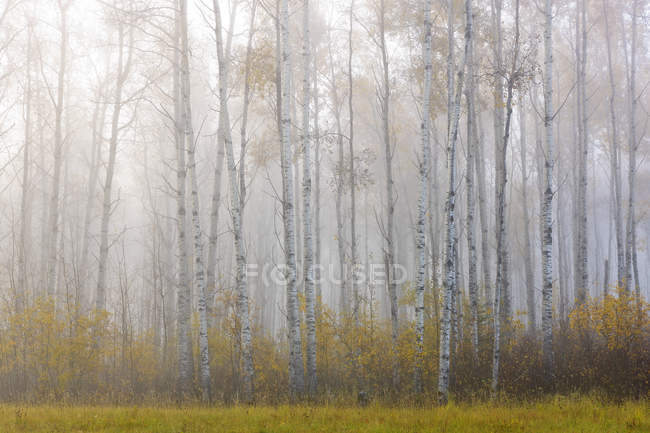 Floresta nebulosa ao nascer do sol; Saskatchewan, Canadá — Fotografia de Stock