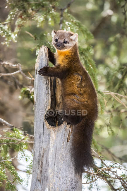 American Marten (Martes americana) agarrado ao topo do toco de árvore; Silver Gate, Montana, Estados Unidos da América — Fotografia de Stock