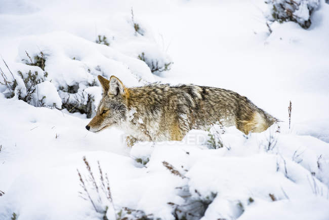 Coyote (Canis latrans) trudging through deep snow in Yellowstone National Park; Wyoming United States of America — Stock Photo