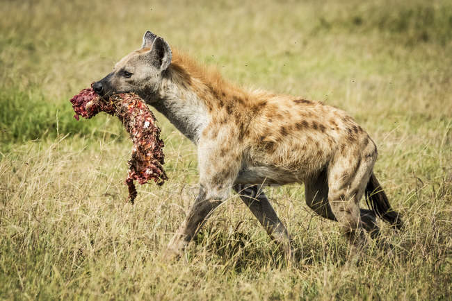 Gefleckte Hyäne mit Fleisch am langen Gras in wilder Natur — Stockfoto