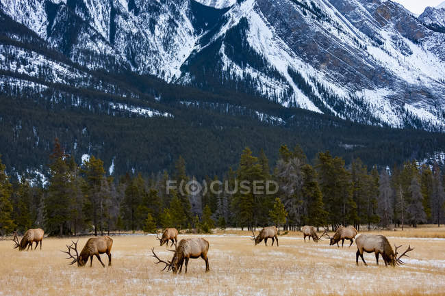 Vista panorâmica de Elk no Parque Nacional Jasper; Alberta, Canadá — Fotografia de Stock