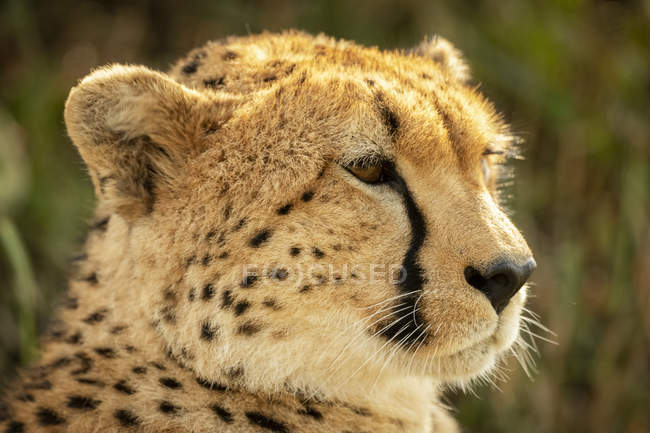 Majestätische Gepardenjunges malerisches Porträt an wilder Natur, verschwommener Hintergrund — Stockfoto