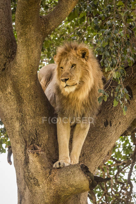 Vista panorâmica do leão majestoso na natureza selvagem árvore de escalada — Fotografia de Stock
