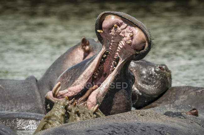 Vista panorámica de Hipopótamos majestuosos y lindos en la naturaleza salvaje - foto de stock