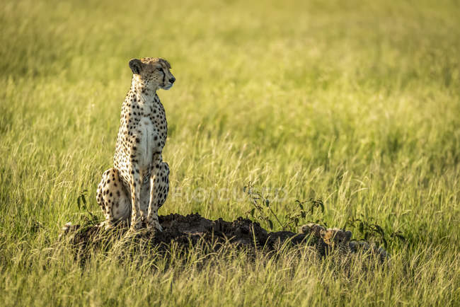 Majestoso Cheetah retrato cênico na natureza selvagem — Fotografia de Stock