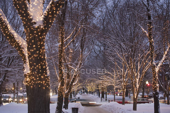 Украшенные деревья вдоль проспекта зимой, Авеню Содружества, Бостон, Массачусетс, США — стоковое фото