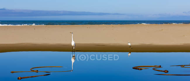 Ярко-голубая вода и песчаный пляж с птицами вдоль побережья Орегона; Орегон, Соединенные Штаты Америки — стоковое фото