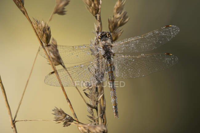 Variegato Meadowhawk Dragonfly (Sympetrum) in una mattina d'estate; Astoria, Oregon, Stati Uniti d'America — Foto stock