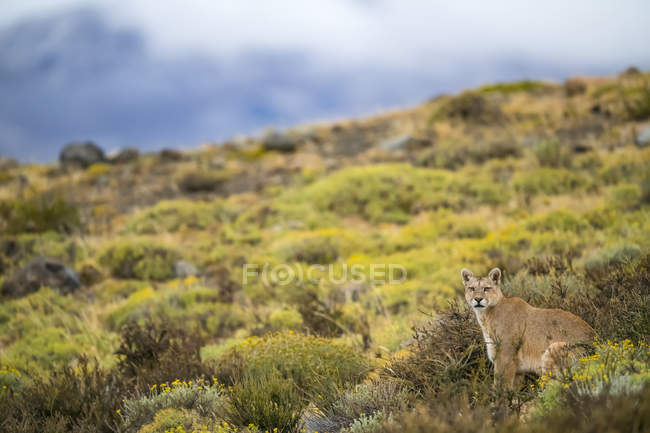 Puma a piedi attraverso il paesaggio nel sud del Cile; Cile — Foto stock