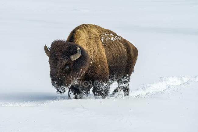 Taureau de bisons d'Amérique sur la neige dans la vallée de Lamar, parc national Yellowstone ; Wyoming, États-Unis d'Amérique — Photo de stock