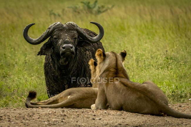 Живописный вид величественных львов на дикой природе рядом с быком — стоковое фото
