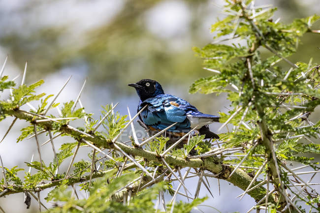 Superb starling on branch against blurred background — Stock Photo