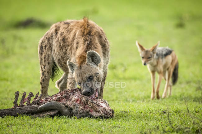 Spotted hyenas eating meat in wild nature — Stock Photo