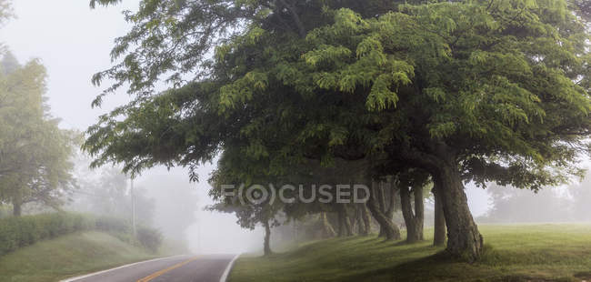 Estrada de nevoeiro de manhã cedo com árvores — Fotografia de Stock