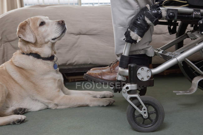 Чоловік у інвалідному візку з головоломкою з службовим собакою — стокове фото